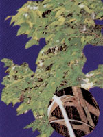 Aristolochia Triang