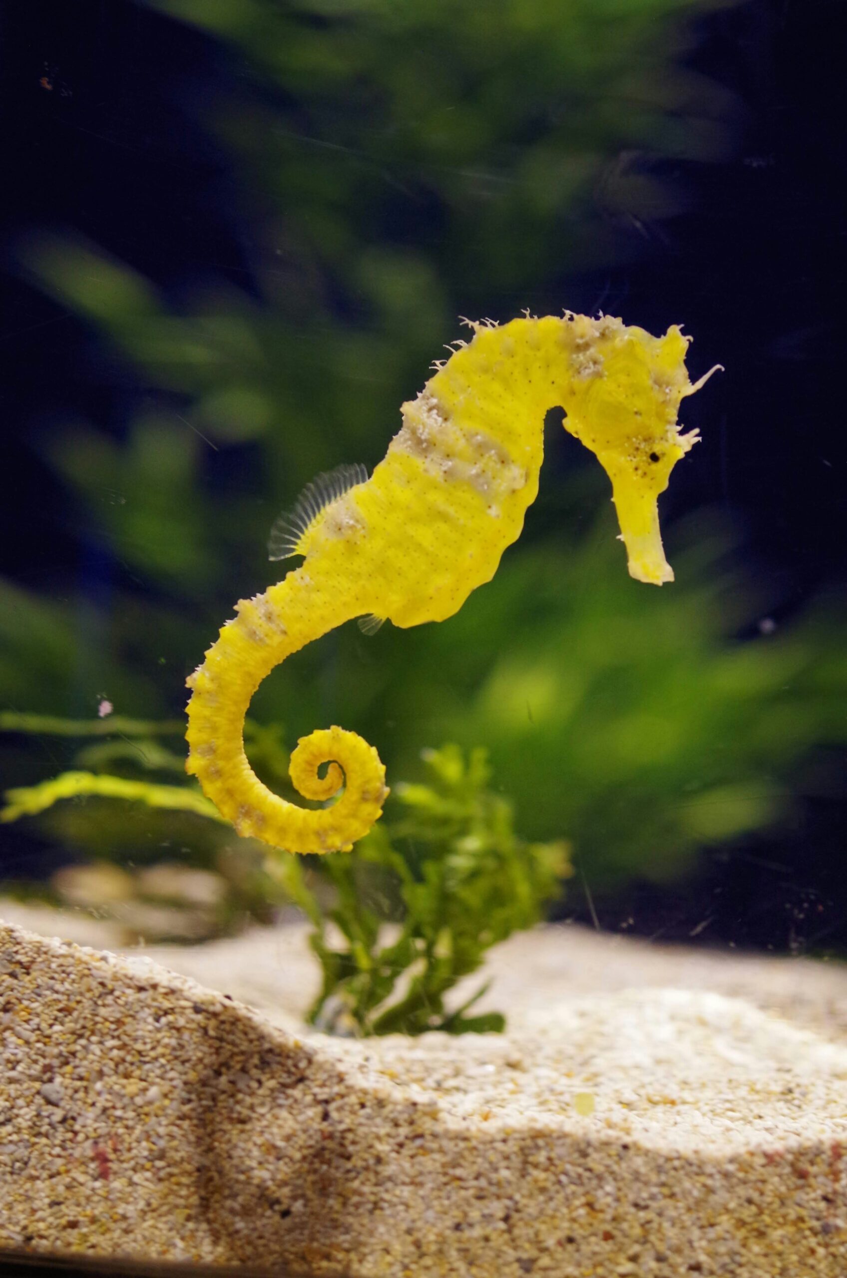 海馬, タツノオトシゴ, seahorse